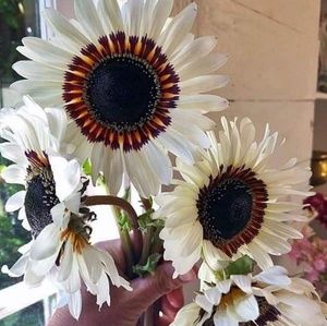 Meet your Posher, Connie